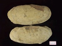 藏品(古海鰱化石)的圖片